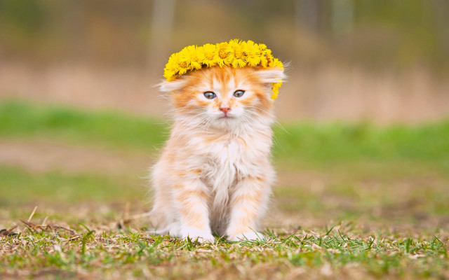 Small kitten yellow flower grass free wallpaper for desktop - medium preview image
