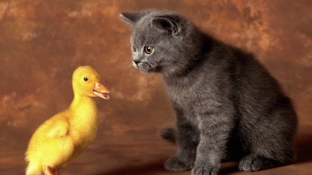 Kitten duck storybook animals realistic free wallpaper for desktop - medium preview image