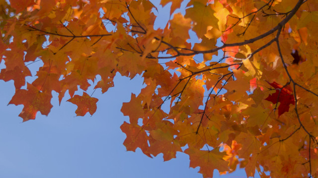 Autumn leaves bare tree blue free wallpaper for desktop - medium preview image