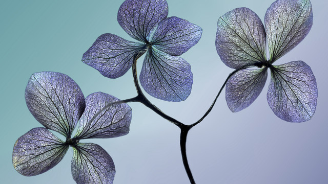 Purple flower blue background butterfly free wallpaper for desktop - medium preview image