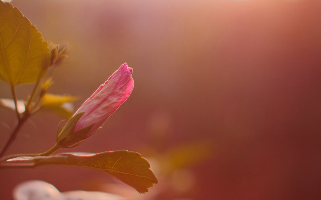 Pink flower green leaves sunbeam free wallpaper for desktop - medium preview image