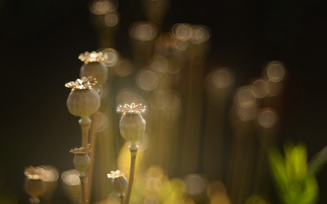 Flower bloom bokeh light stems free wallpaper for desktop - medium preview image