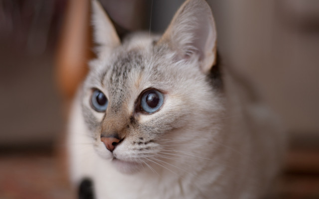 Blue eyed cat shallow depth free wallpaper for desktop - medium preview image