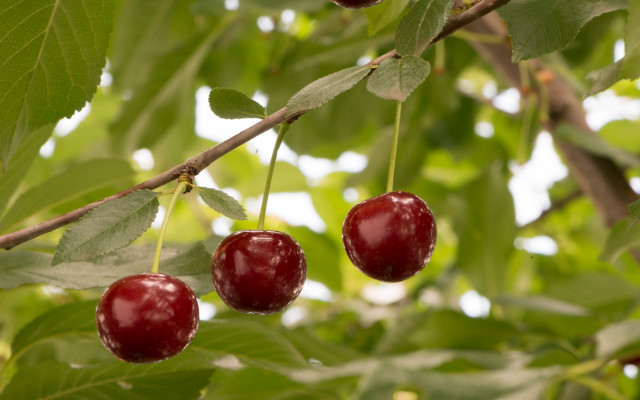 Cherry water drops bokeh 3d free wallpaper for desktop - medium preview image