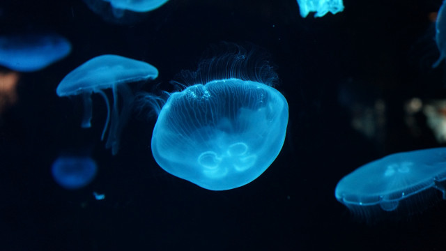Jellyfish blue light hologram moon free wallpaper for desktop - medium preview image