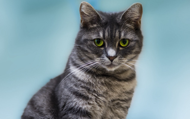 Serious black cat green eyes free wallpaper for desktop - medium preview image