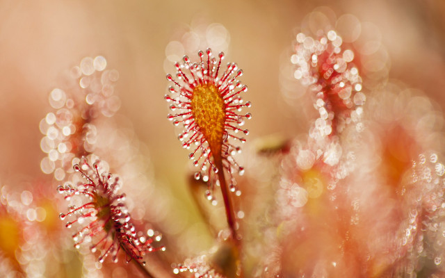 Flower water droplets impressionism macro free wallpaper for desktop - medium preview image