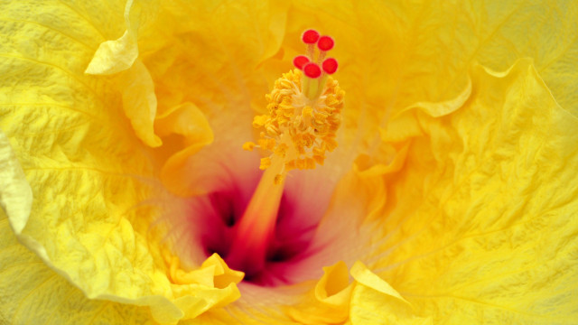 Yellow flower red center macro free wallpaper for desktop - medium preview image