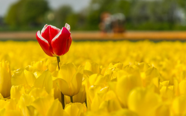 Red tulip field autumn blurry free wallpaper for desktop - medium preview image