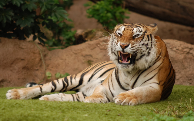 Tiger laying open mouth outdoors free wallpaper for desktop - medium preview image