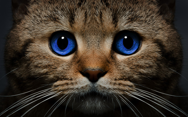Cat blue eyes closeup solo free wallpaper for desktop - medium preview image