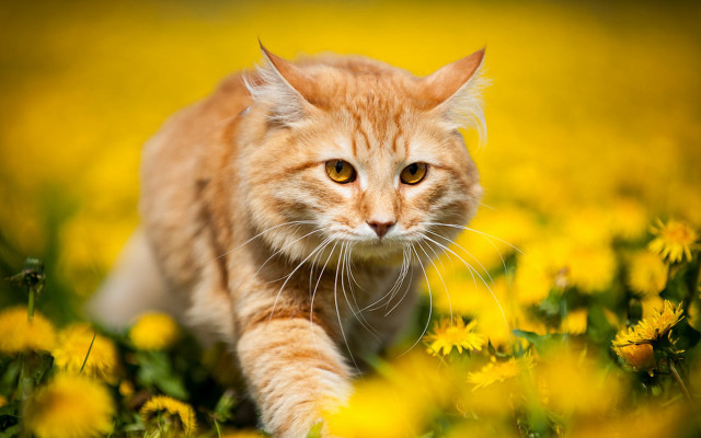 Cat field yellow flowers autumn free wallpaper for desktop - medium preview image
