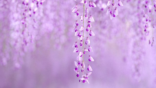 Purple wisteria cherry blossoms falling free wallpaper for desktop - medium preview image