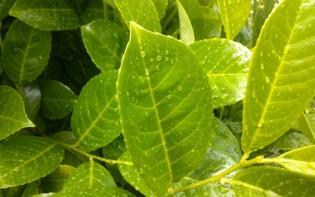 Green leaf water drops macro #49 free wallpaper for desktop - medium preview image
