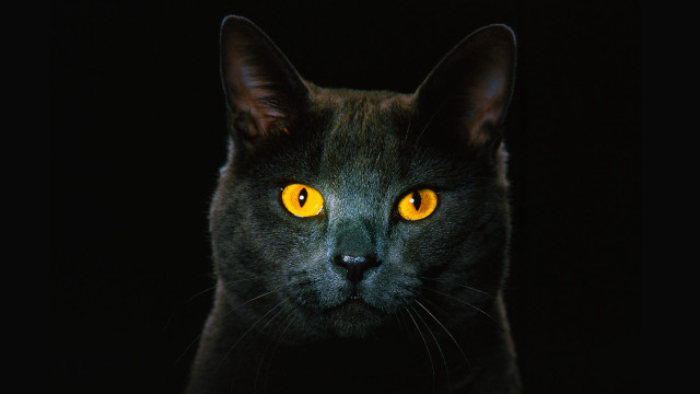 Black cat yellow eyes animal #2 free wallpaper for desktop - medium preview image