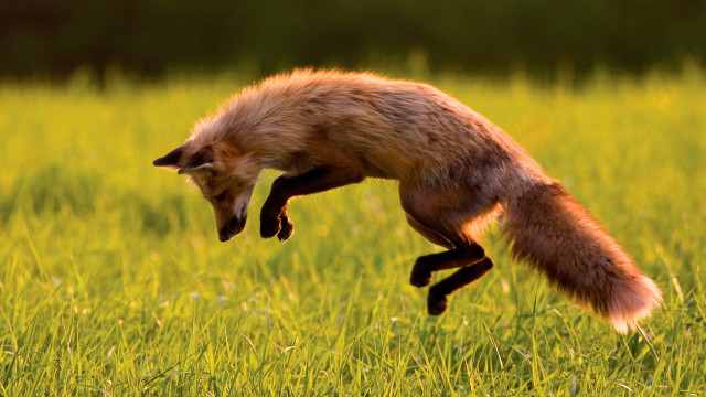 Small animal jumping field blurry free wallpaper for desktop - medium preview image