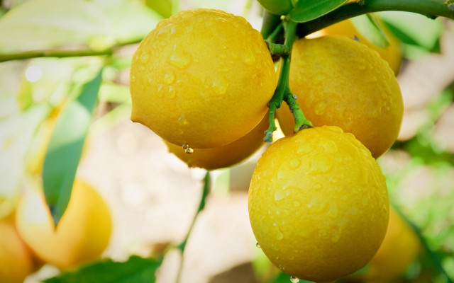 Lemons hanging water droplets leaves free wallpaper for desktop - medium preview image