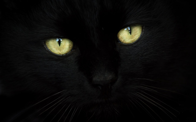 Black cat yellow eyes moonlight #3 free wallpaper for desktop - medium preview image