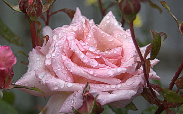 Pink rose water droplets macro #29 free wallpaper for desktop - medium preview image
