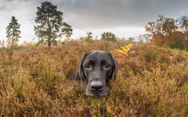 Dog field tallgrass cloudy sky free wallpaper for desktop - medium preview image