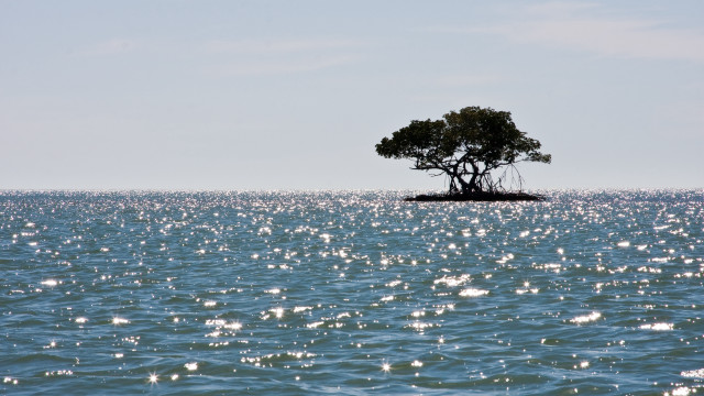 Lone tree ocean island ecological free wallpaper for desktop - medium preview image
