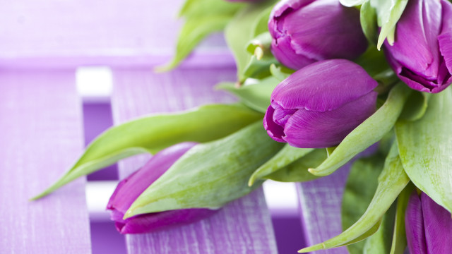 Purple flowers table white stripe free wallpaper for desktop - medium preview image