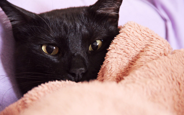 Black cat pink blanket sad free wallpaper for desktop - medium preview image