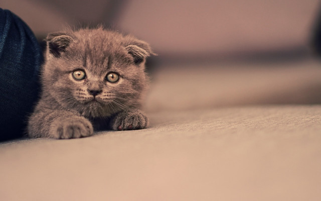 Kitten tiltshift piercing eyes closeup free wallpaper for desktop - medium preview image