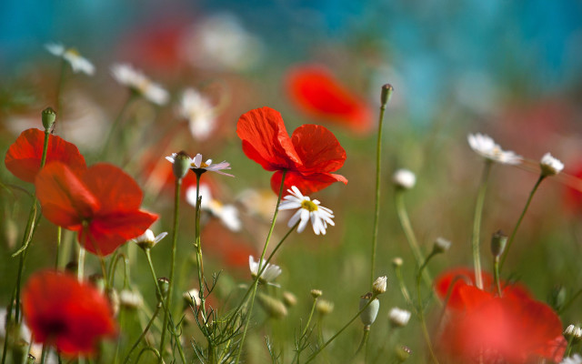 Red white flower field blue free wallpaper for desktop - medium preview image