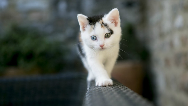 Small kitten wooden bench brick free wallpaper for desktop - medium preview image
