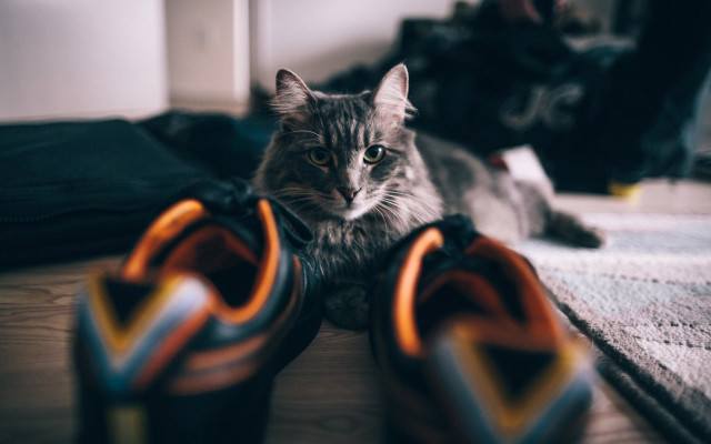 Cat shoes background blur bokeh free wallpaper for desktop - medium preview image