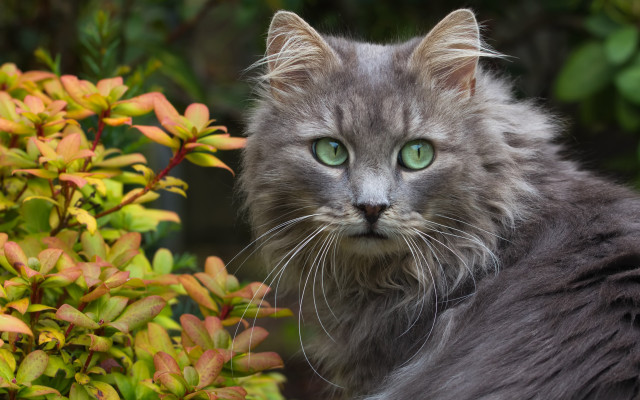 Green eyes cat bush flower free wallpaper for desktop - medium preview image