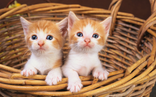 Kittens basket blue eyes symmetrical free wallpaper for desktop - medium preview image