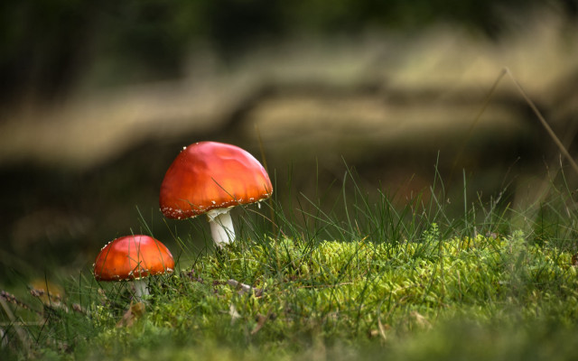 Mushrooms forest tiltshift macro blurry free wallpaper for desktop - medium preview image
