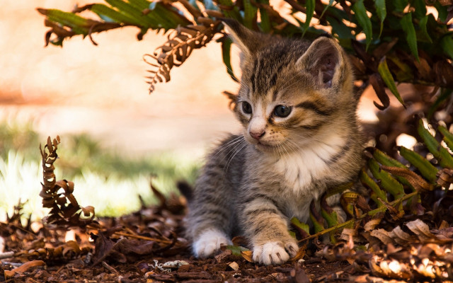 Kitten under tree autumn leaves free wallpaper for desktop - medium preview image