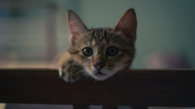 Cat rail shiba inu blurry free wallpaper for desktop - medium preview image