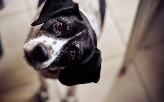 Black white dog sad look #3 free wallpaper for desktop - medium preview image
