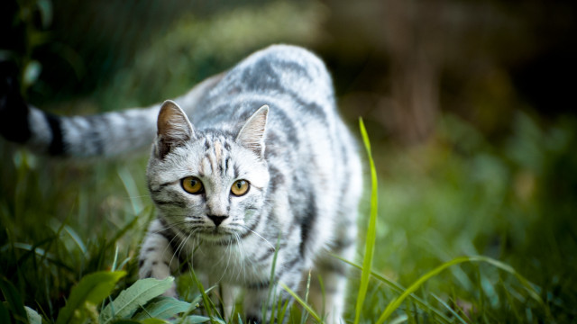 Cat greenfield yelloweyes blacktail bokeh free wallpaper for desktop - medium preview image