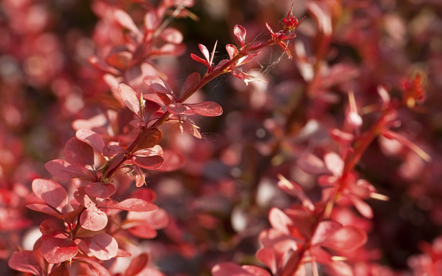 Red plant flower leaves bokeh free wallpaper for desktop - medium preview image