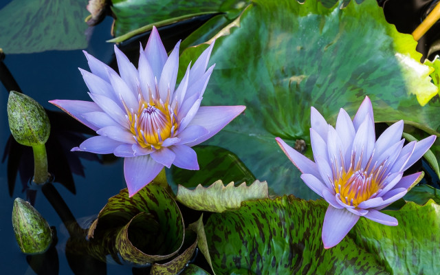 Purple water lilies pond butterfly free wallpaper for desktop - medium preview image