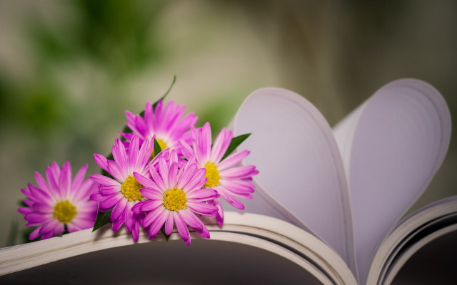 Book flower bouquet heart book free wallpaper for desktop - medium preview image