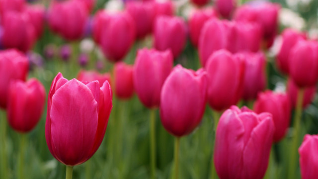 Pink tulips blurry background bokeh free wallpaper for desktop - medium preview image