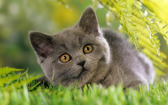 Curious black cat in grass free wallpaper for desktop - medium preview image
