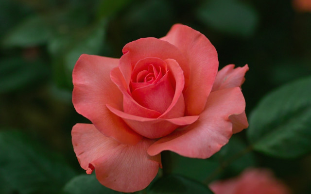 Pink rose green leaves blurry #10 free wallpaper for desktop - medium preview image