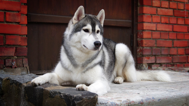 Husky sitting brick wall door free wallpaper for desktop - medium preview image