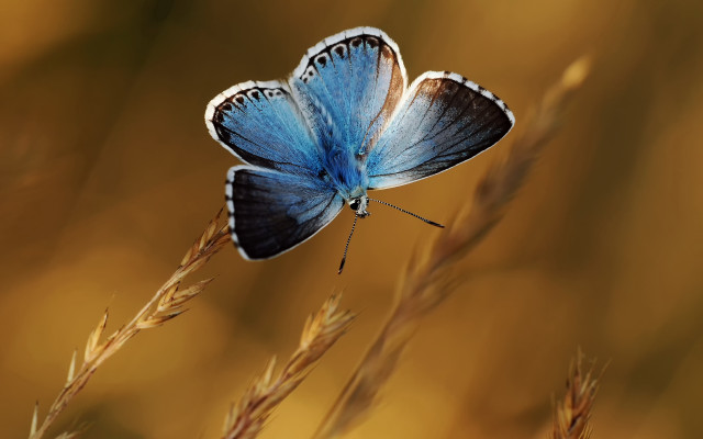 Blue butterfly plant grass sunset free wallpaper for desktop - medium preview image