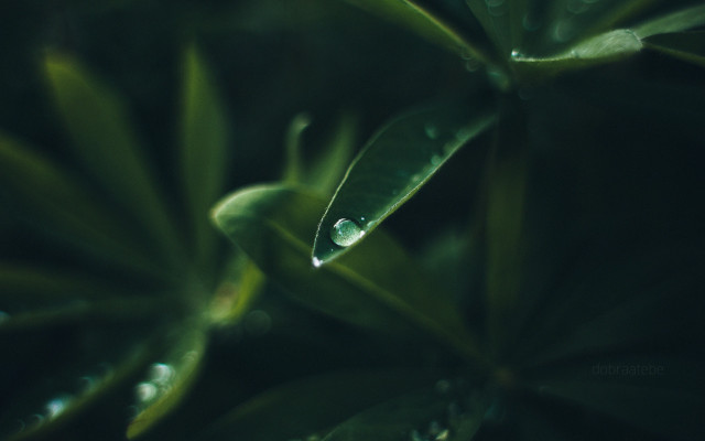 Leaf water drops macro shallow free wallpaper for desktop - medium preview image