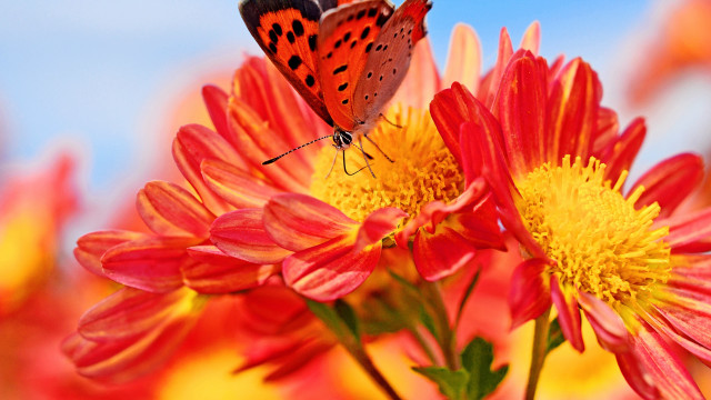 Butterfly flower field blue sky #2 free wallpaper for desktop - medium preview image