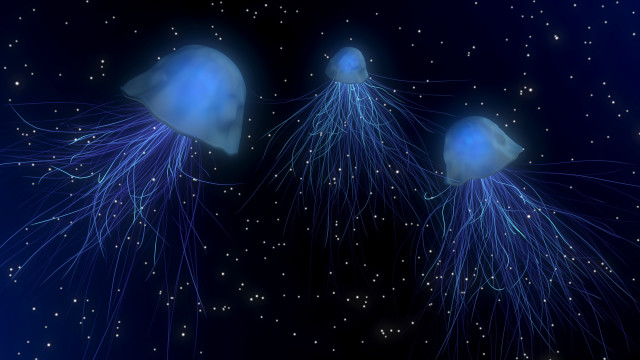 Jellyfish ocean night stars blue free wallpaper for desktop - medium preview image