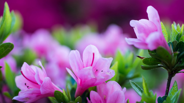 Pink flower bokeh leaves macro #2 free wallpaper for desktop - medium preview image